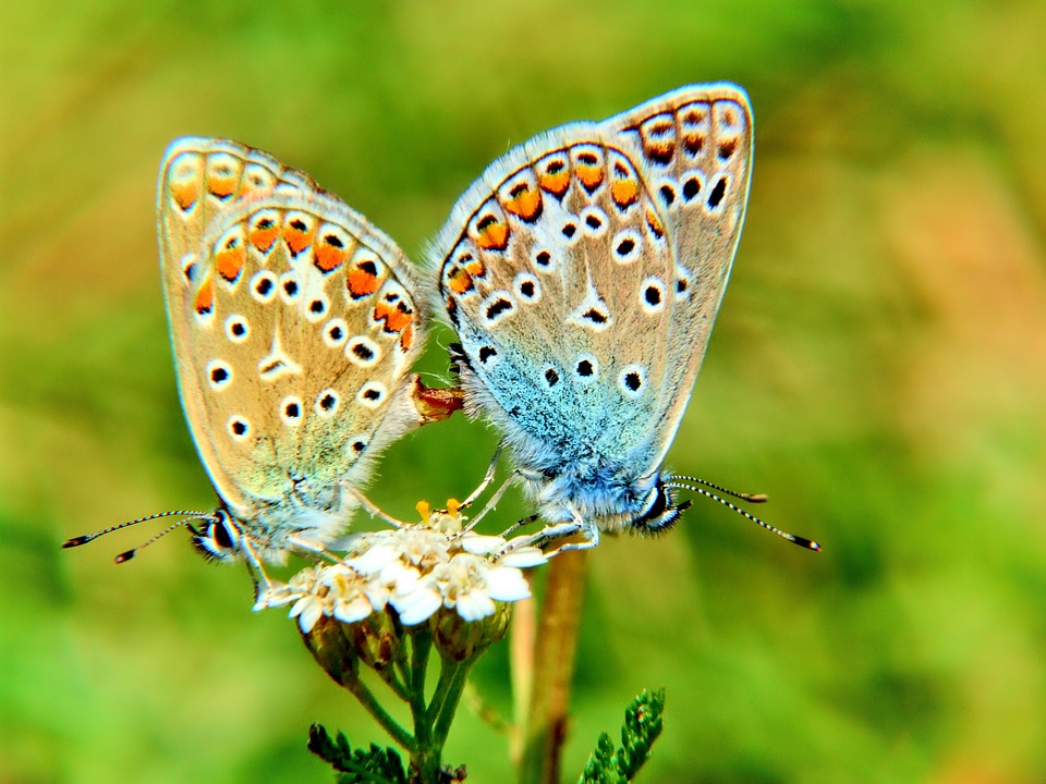 Insect beauty insects