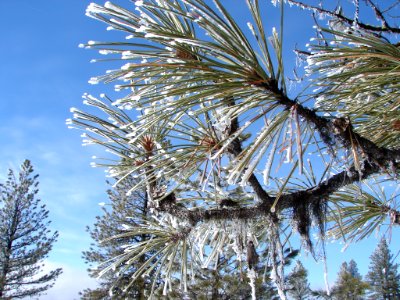 Frosty Needles Detail, Wallowa-Whitman National Forest photo