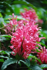 Garden flower garden blossom