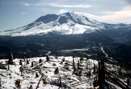 339 Mt St Helens NVM, volcano blown down trees
