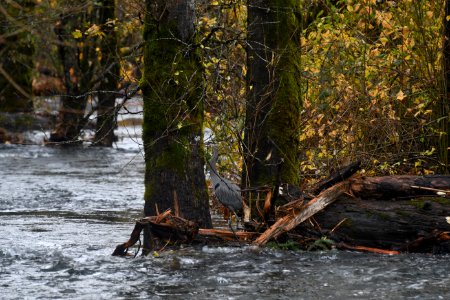 A great blue heron enjoys Multnomah Creek in November