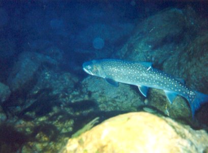 Bull Trout in Stream, Olympic National Forest photo