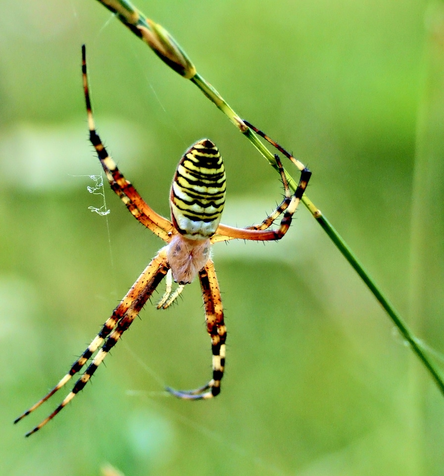 Nature insect beauty