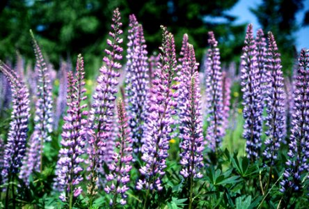 Field of Lupine-Unknown