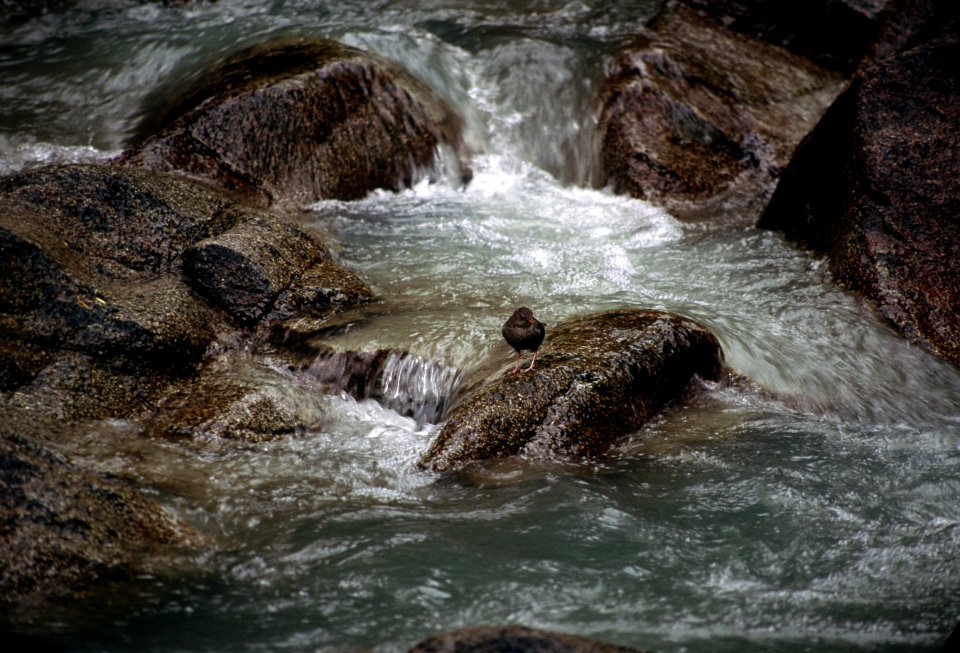 American dipper-2.jpg