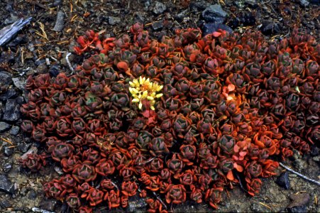 Umpqua NF - Plants in Bloom at Sandstone Bluffs, OR 1981