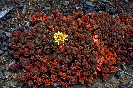 Umpqua NF - Plants in Bloom at Sandstone Bluffs, OR 1981 photo