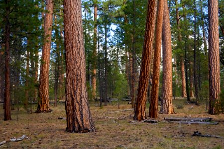 Old growth Ponderosa Stand-Fremont Winema