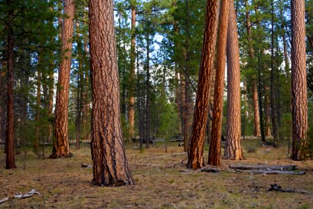 Old growth Ponderosa Stand-Fremont Winema photo