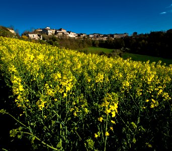 Castelnau-de-Montmiral