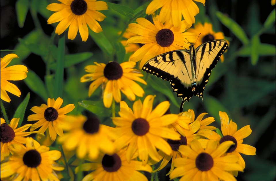 Black eyed susan plant insect