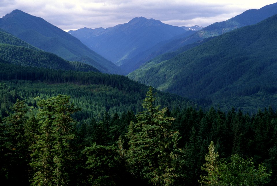 Dungeness River Valley, Olympic National Forest.jpg