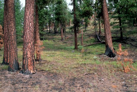 495 Prescribed fire treated stand, Ochoco National Forest photo