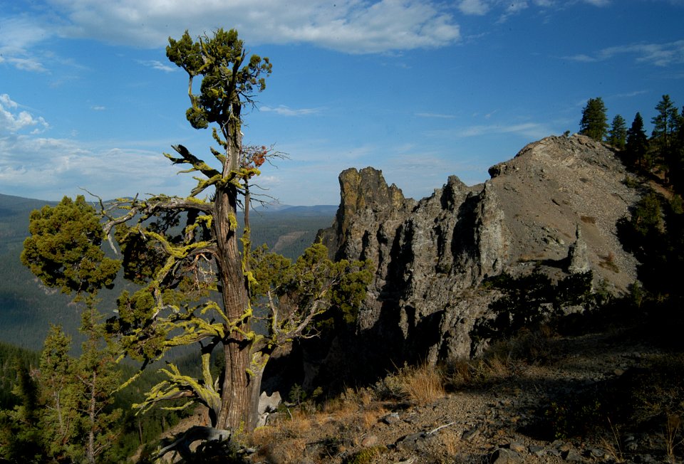 Bristlecone Pine at Castle Rock-Deschutes