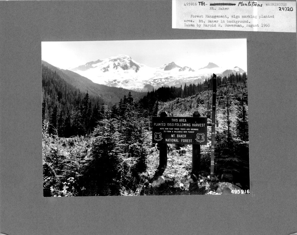 495916 Mt. Baker Plantation Sign, Mt. Baker NF, WA 1960