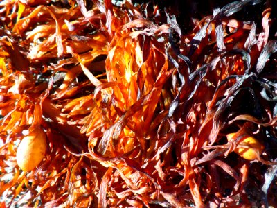 Dried seaweed in the sun