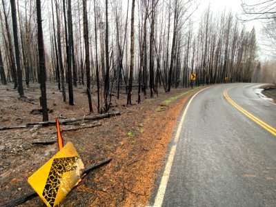 Burned trees along road photo