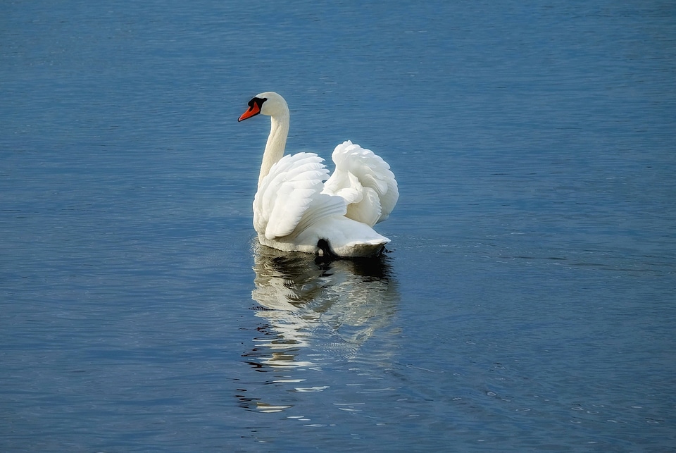 Water bird river mirroring