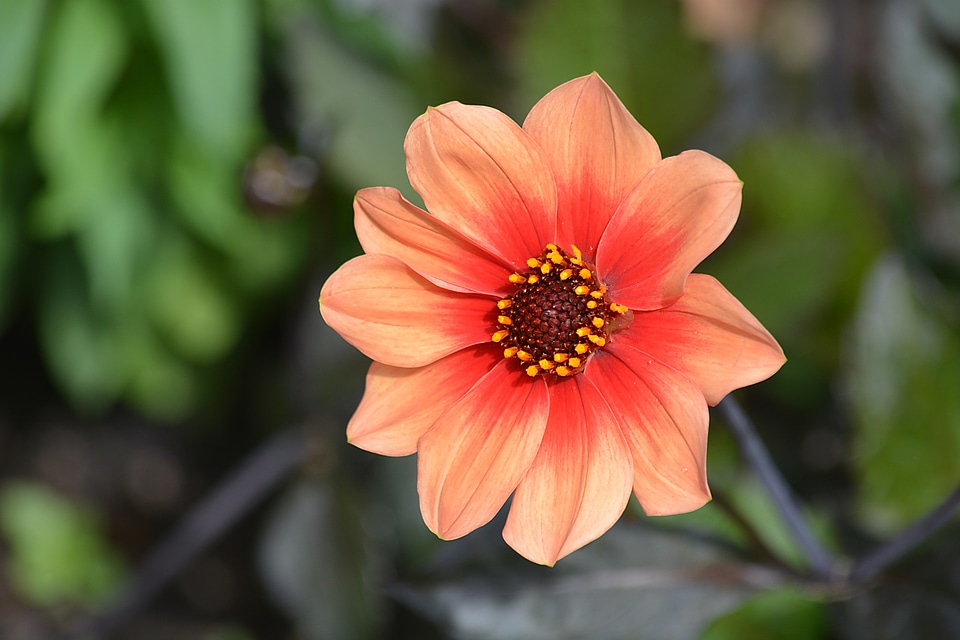 Garden petals botany