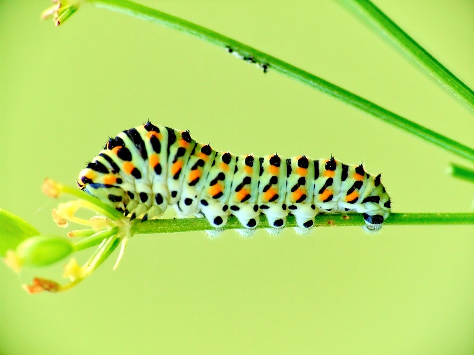 Insect beauty insects