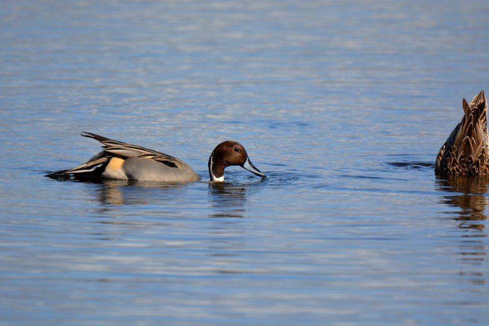 Canard pilet (Anas acuta)