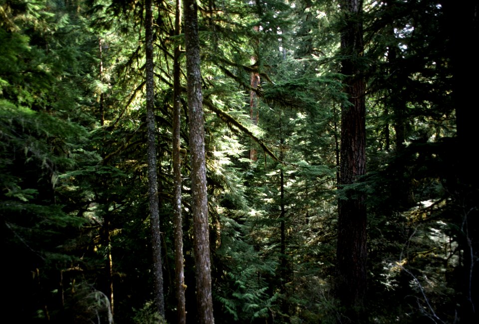 Mt Hood National Forest,  old growth fir