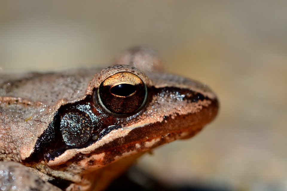 Grenouille agile (Rana dalmatina)