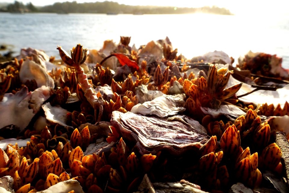 Amongst the oyster shells