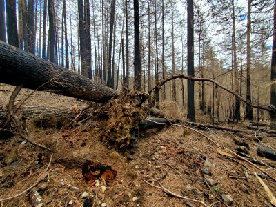 Trees burned and toppled during the 2020 Riverside Fire, Mt. Hood National Forest photo