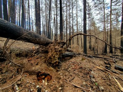 Trees burned and toppled during the 2020 Riverside Fire, Mt. Hood National Forest