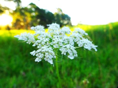 Beautiful weeds photo