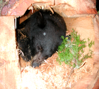 Male Bear Hibernating in Den-Mt Hood photo