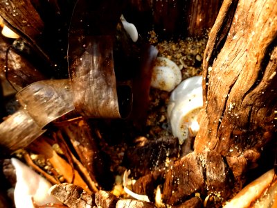 Caught in driftwood