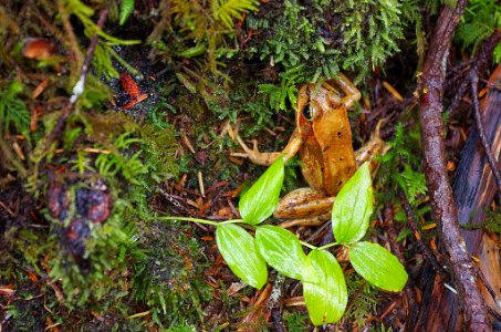 Cascades Frog-Olympic