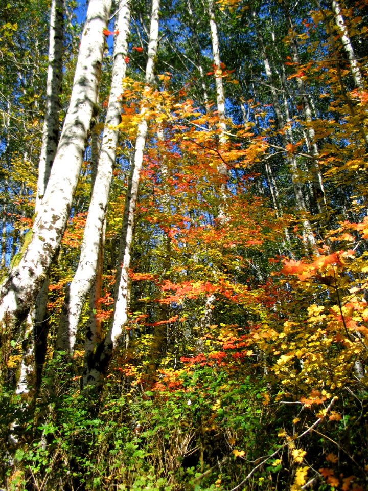 Fall Colors in Sol Duc area, October 2006, Olympic National Forest