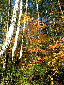Fall Colors in Sol Duc area, October 2006, Olympic National Forest