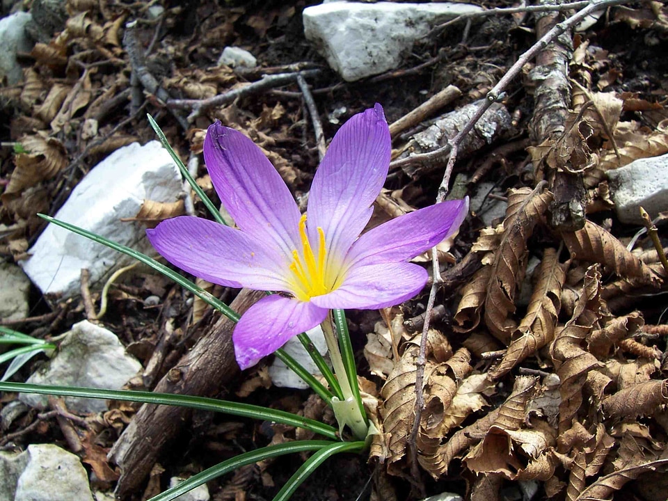 Bloom blue spring