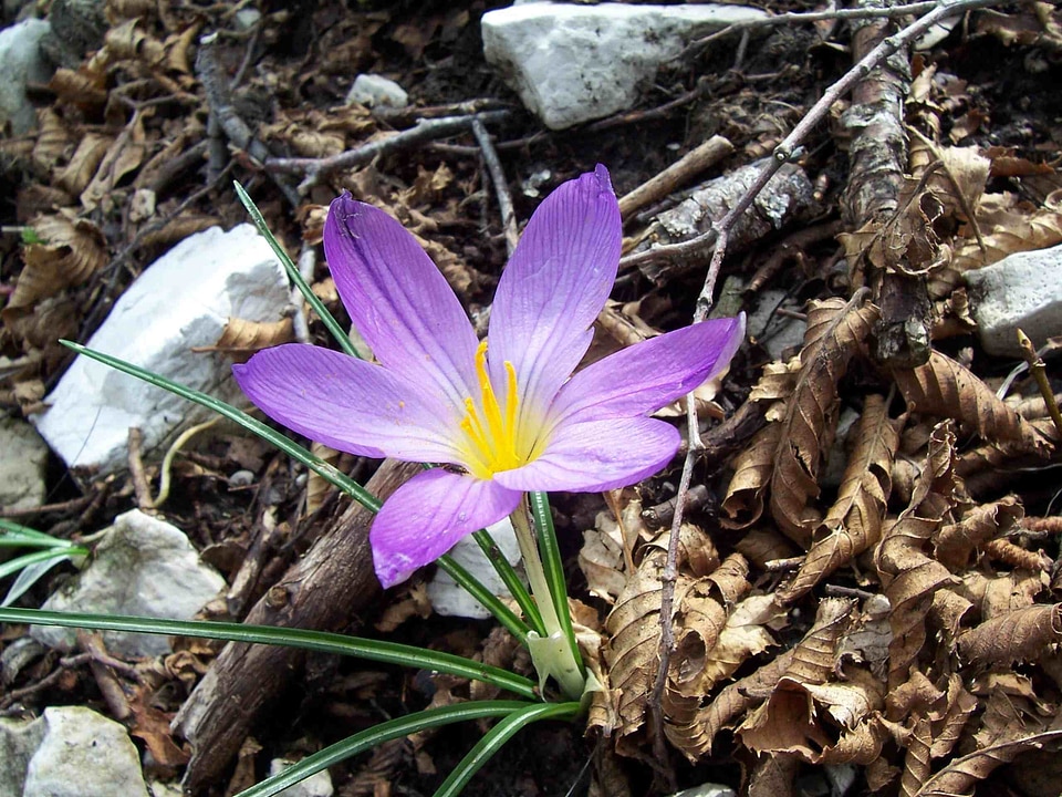 Bloom blue spring photo