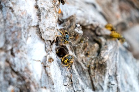 Wasp Nest in Poplar Tree-Fremont Winema