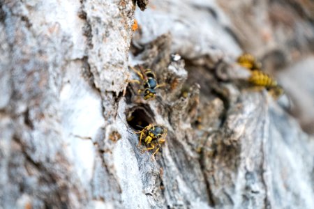 Wasp Nest in Poplar Tree-Fremont Winema photo