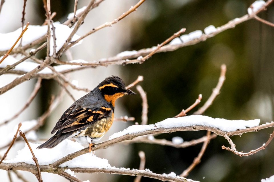 20190209  FS CRGNSA Bird on a branch in winter Andy Coriell