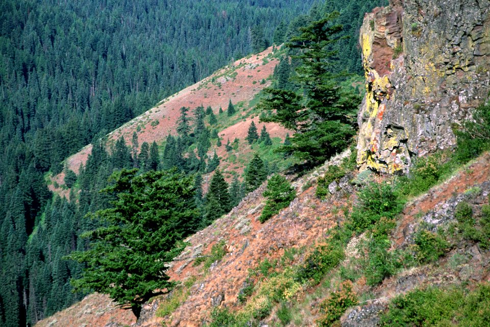 Looking Glass Canyon, Umatilla National Forest.jpg