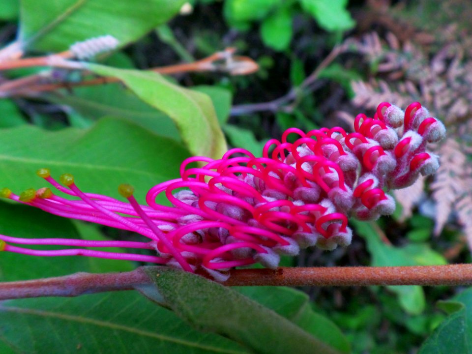 Flowery awakening