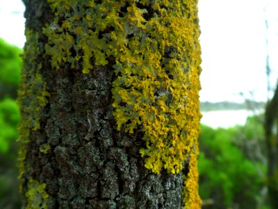 Bright Lichen