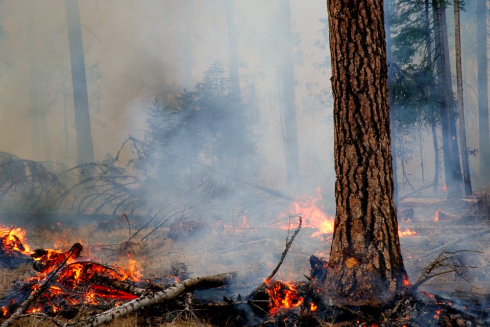 471Prescribed fire burn, Colville National Forest