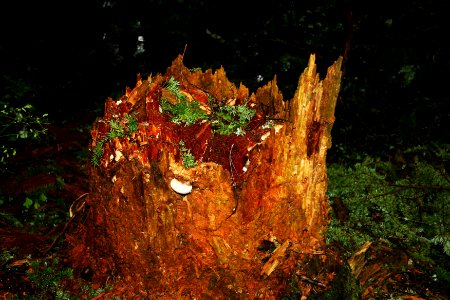 Mt. Hood NF - Stump Decay, OR 1 GWW photo