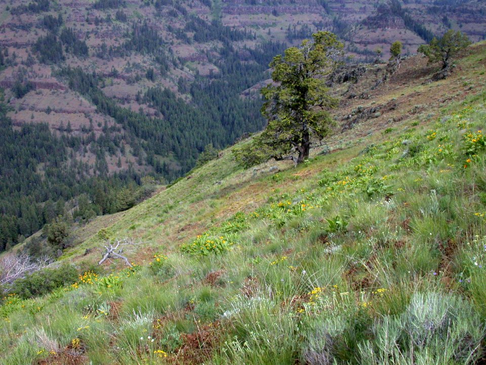POTAMUS CANYON-UMATILLA
