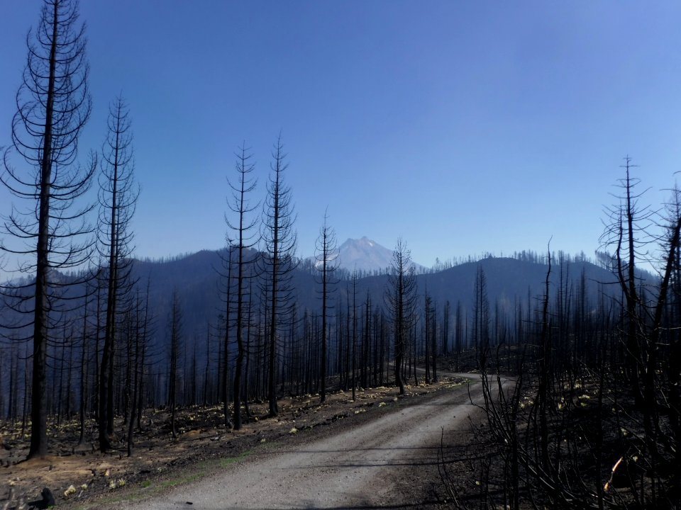 2233Rd fire damage along roads
