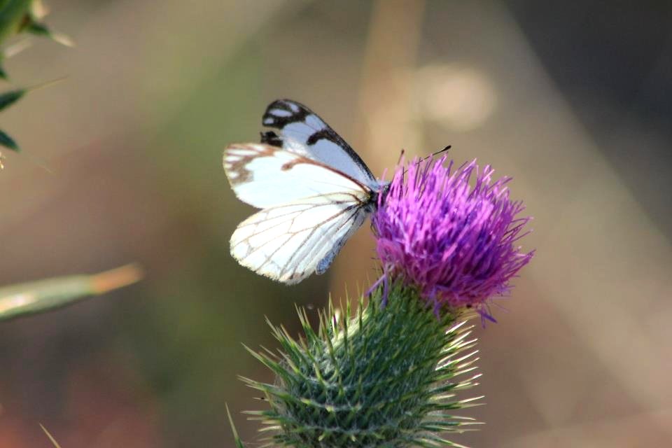 Butterfly on Thistle, Wallowa Whitman National Forest