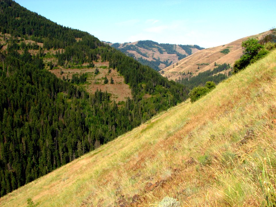 View of North Fork Umatilla Wilderness-Umatilla photo